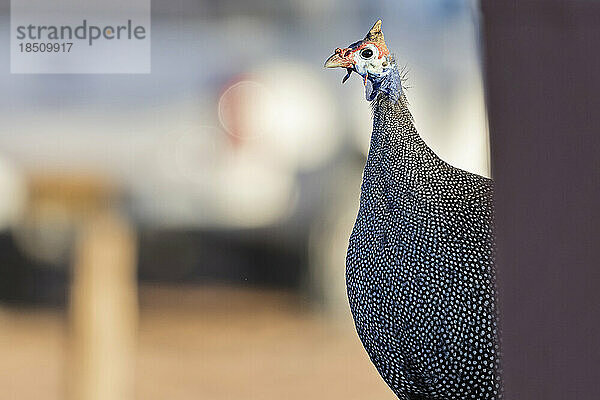 Behelmtes Perlhuhn  Namibia  Afrika