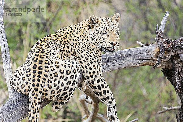 Leopard entspannt sich auf einem Baum im Okonjima Nature Reserve  Namibia  Afrika