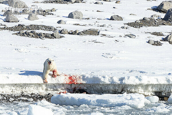 blutige Jagdszene eines Eisbären  der eine Robbe gefangen hat
