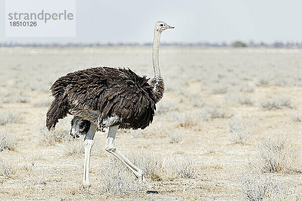 Strauß im Etosha-Nationalpark  Namibia  Afrika