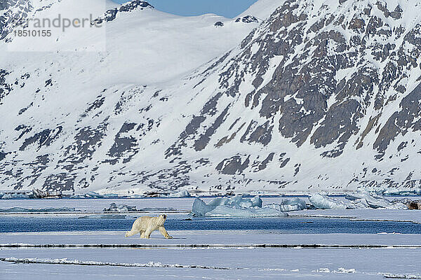 Ein Eisbär läuft auf Packeis  im Hintergrund hohe Berge