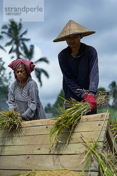 Menschen  Männer und Frauen ernten manuell Reis  Trockenreis. Indonesien