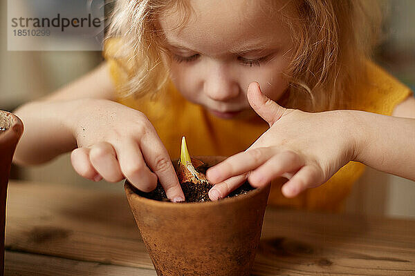Ein kleines Mädchen pflanzt drinnen Blumenzwiebeln in Töpfe. Konzentrieren Sie sich darauf