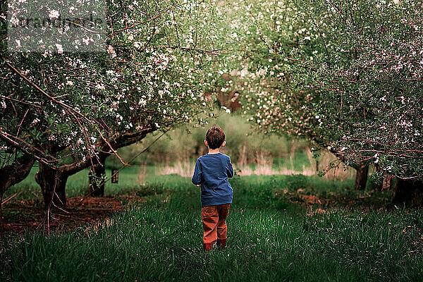 ein kleiner Junge  der durch einen Apfelgarten geht