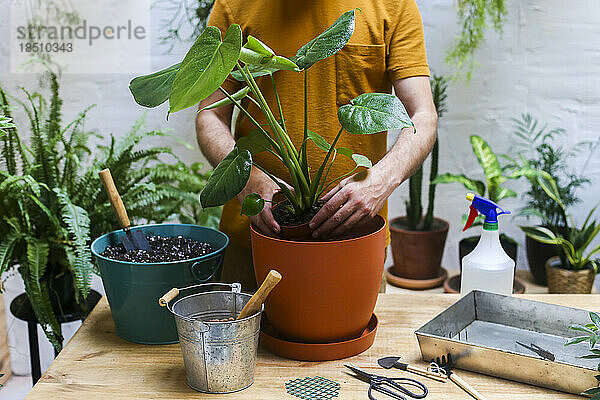 Mann pflanzt Grünpflanze auf seiner Terrasse um. Monstera Deliciosa-Pflanze.