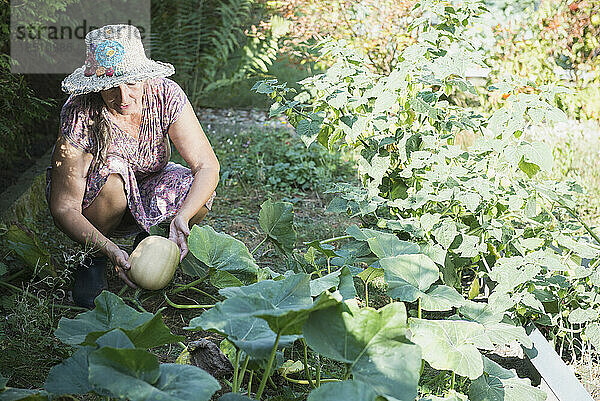 Ältere Frau erntet Kürbis in einem Garten  Altötting  Bayern  Deutschland