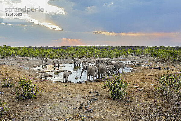 Elefanten im Wasserloch im Etosha-Nationalpark  Namibia  Afrika
