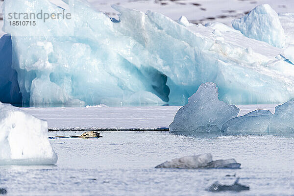 An einem sonnigen Tag schwimmt ein Eisbär entlang der Eisscholle