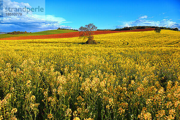 Wachsendes Rapsfeld im Frühling