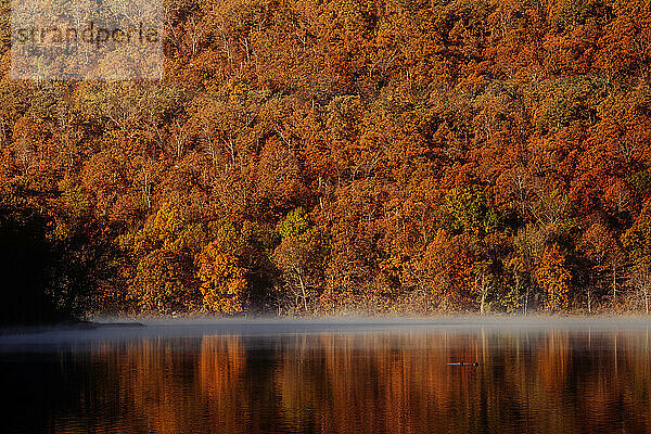 Morgendliche Herbstbäume mit nebligem Wasser