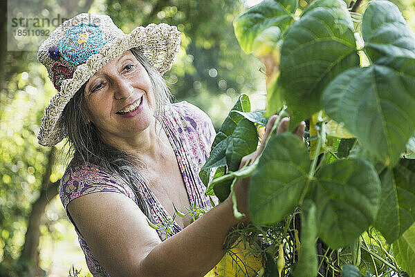 Ältere Frau betrachtet grüne Bohnen im Garten  Altötting  Bayern  Deutschland