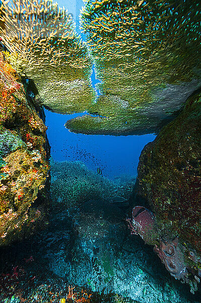 Unterwasserlandschaft im klaren Wasser des Golfs von Thailand