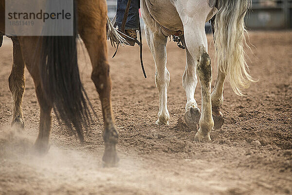 Horses kick up dust in the ring at the Arizona black rodeo