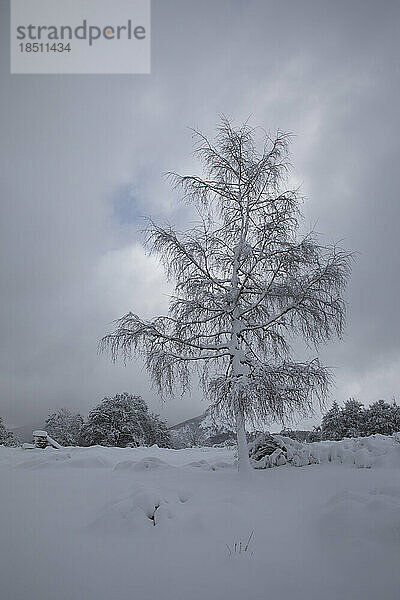 eisiger Baum im Berg