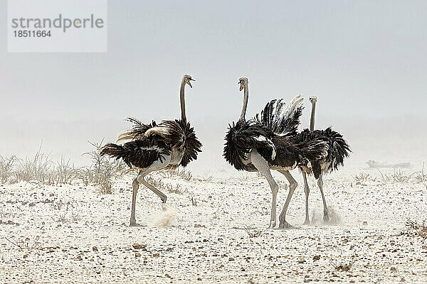 Strauß im Etosha-Nationalpark  Namibia  Afrika