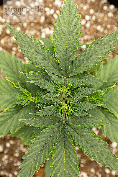 Blick von oben auf eine selbst angebaute Cannabispflanze.