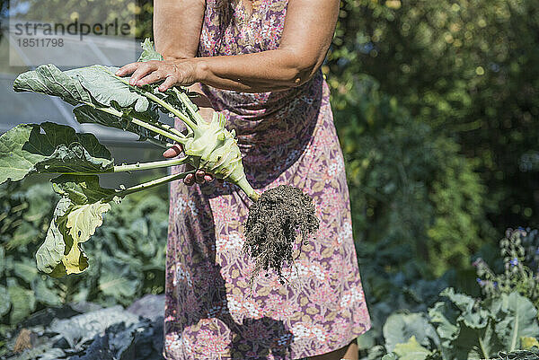 Ältere Frau erntet Kohlrabi im Gemüsegarten  Altötting  Bayern  Deutschland