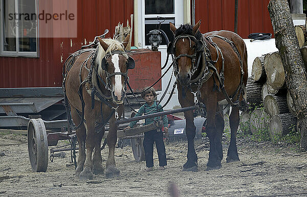 Ein Amish-Junge unter großen Pferden.