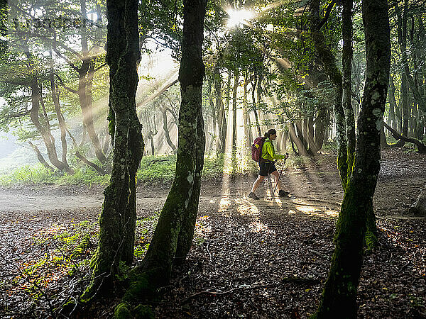 Frauen wandern im Sonnenlicht durch den Wald in Hohneck  Vogesen  Frankreich