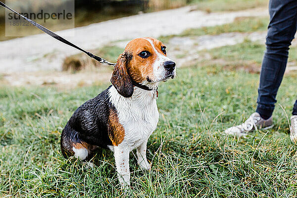 Im Herbst mit einem Beagle im Park spazieren gehen und spielen