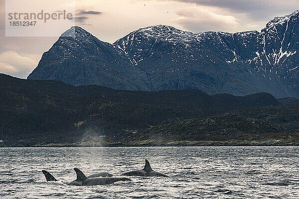 Orcas in Norwegian Sea