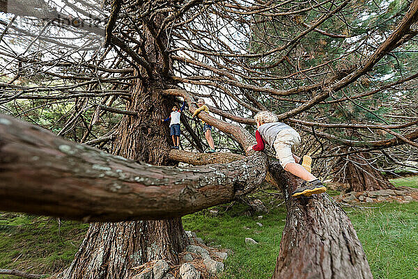Kinder klettern in Neuseeland auf einen großen Baum