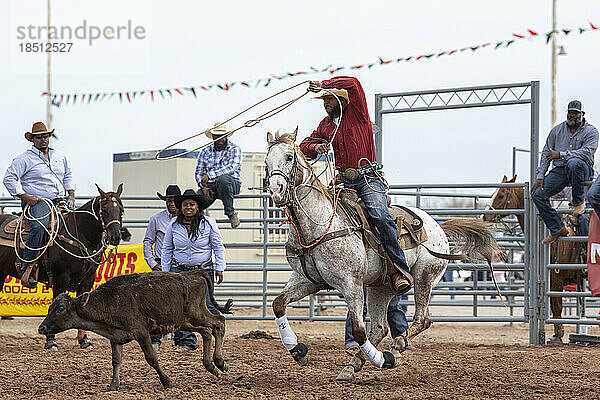 Ein Cowboy versucht beim Arizona Black Rodeo ein Kalb zu fesseln