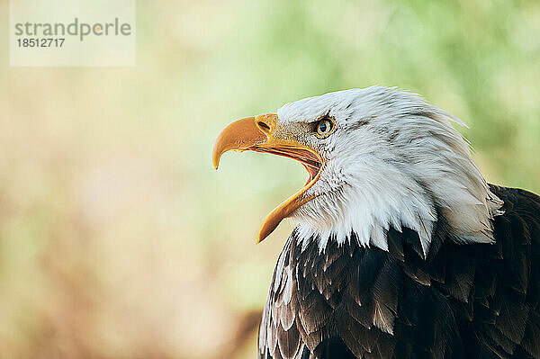 Wunderschöner Adler  der mit weit geöffnetem Schnabel weint