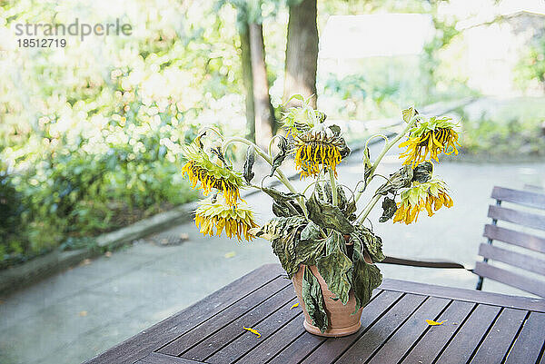 Verwelkter Sonnenblumentopf auf Tablett im Garten  Altötting  Bayern  Deutschland