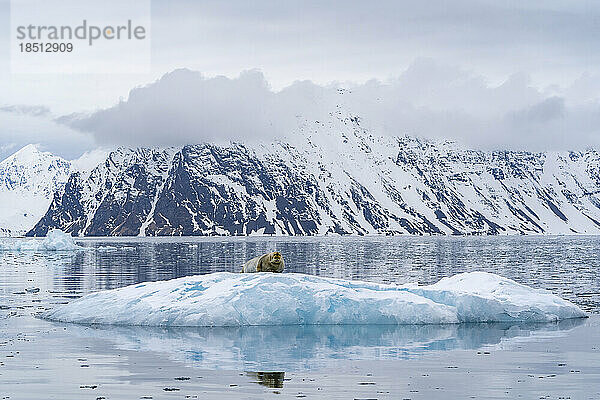 In einem Fjord sitzt eine Bartrobbe auf einem großen Stück Eis eines Gletschers