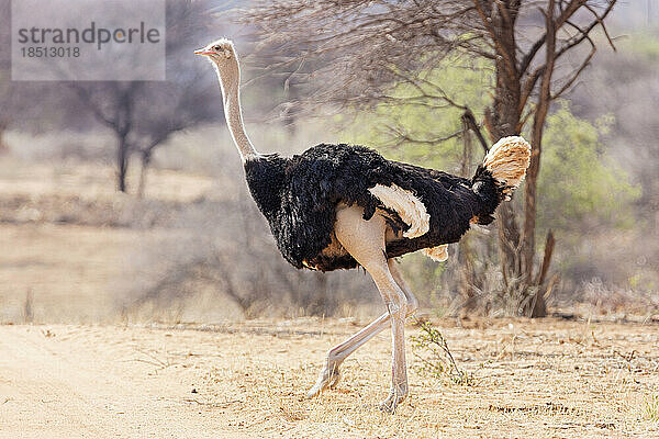 Strauß im Okonjima Nature Reserve  Namibia  Afrika