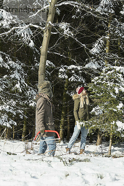 Freunde im verschneiten Wald suchen mit einer Säge nach einem Weihnachtsbaum  Bayern  Deutschland