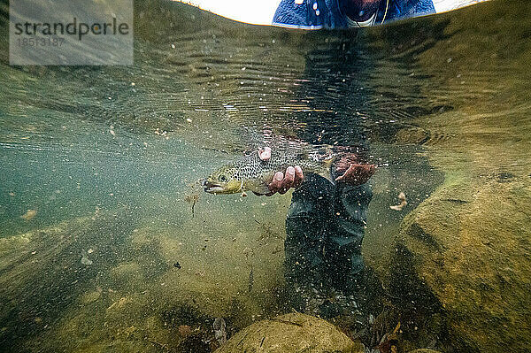 Unterwasserfoto eines Mannes  der während der Laubsaison einen Lachs freilässt