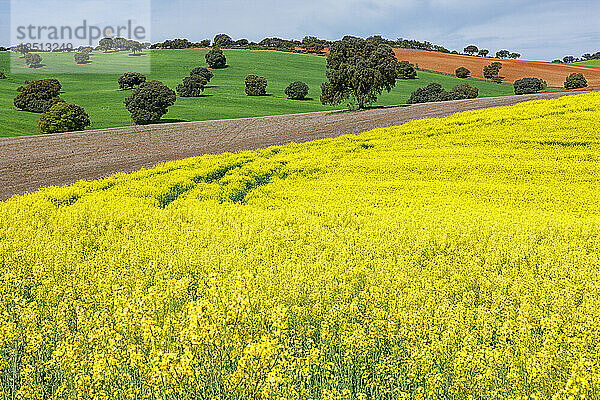 Wachsendes Rapsfeld im Frühling