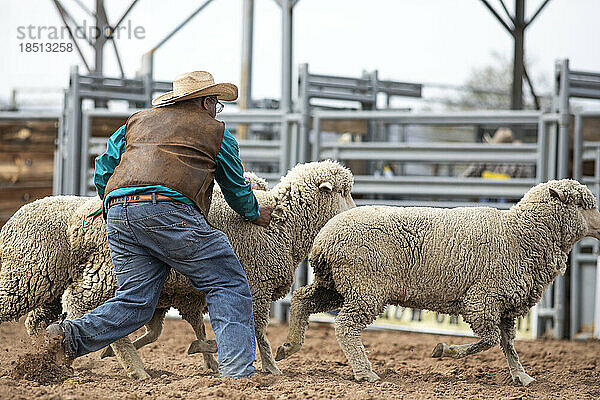 Ein Cowboy ringt beim Arizona Black Rodeo mit einigen Schafen