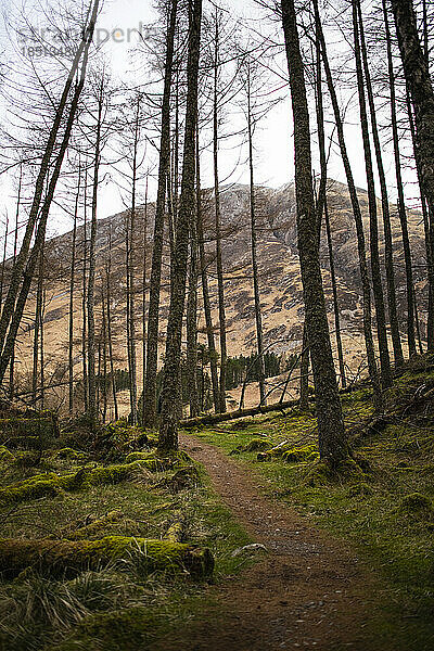 Wanderweg durch einen Wald der schottischen Highlands