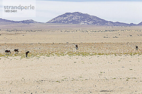 Gruppe wilder Pferde in der Namib-Wüste  Namibia  Afrika