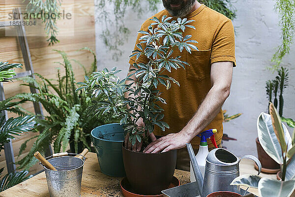 Mann topft Grünpflanze um (Schefflera Umbrella Dwarf Plant)