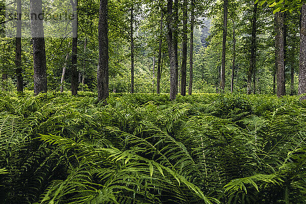 Farnfeld im Wald