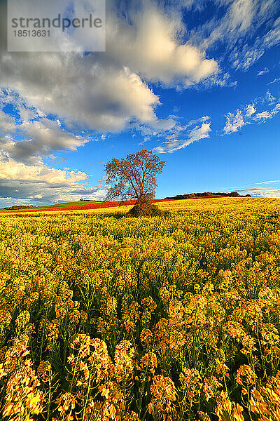 Wachsendes Rapsfeld im Frühling