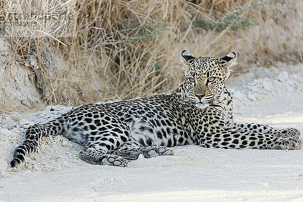 Leopard entspannt sich im Etosha-Nationalpark  Namibia  Afrika