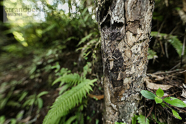 Weta-Insekt auf einem Baumstamm in einem üppigen Wald in Neuseeland