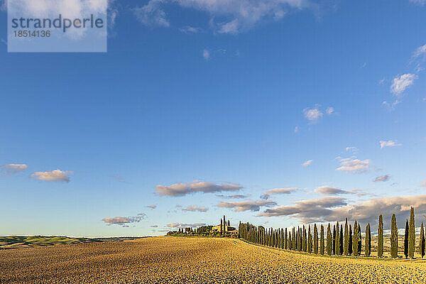 Italien  Toskana  Castiglione d'Orcia  Himmel über der von Bäumen gesäumten Straße in d'Orcia