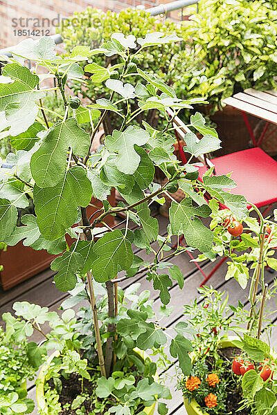 Fig tree cultivated in balcony garden