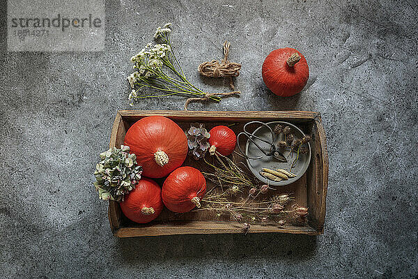 Studio shot of pumpkins  seeds and dried plants on wooden tray