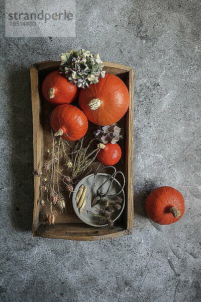 Studio shot of pumpkins  seeds and dried plants on wooden tray