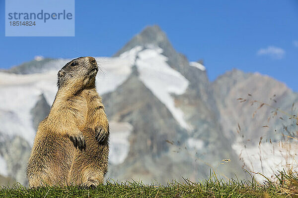 Österreich  Salzburger Land  Alpenmurmeltier (Marmota marmota) mit Gipfel des Großglockners im Hintergrund