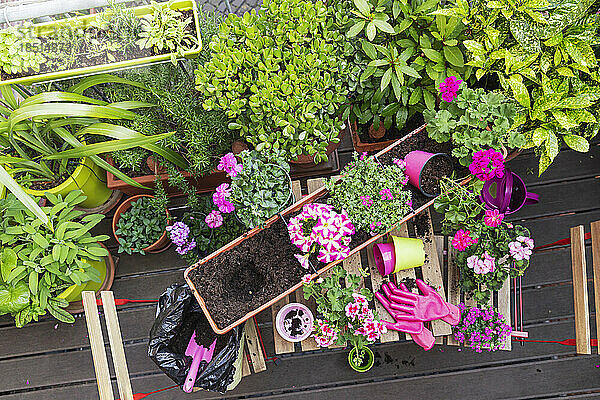 Planting of herbs and pink summer flowers in balcony garden