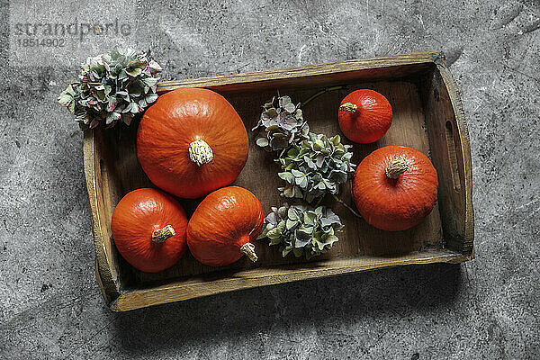 Studio shot of pumpkins and dried hydrangeas on wooden tray