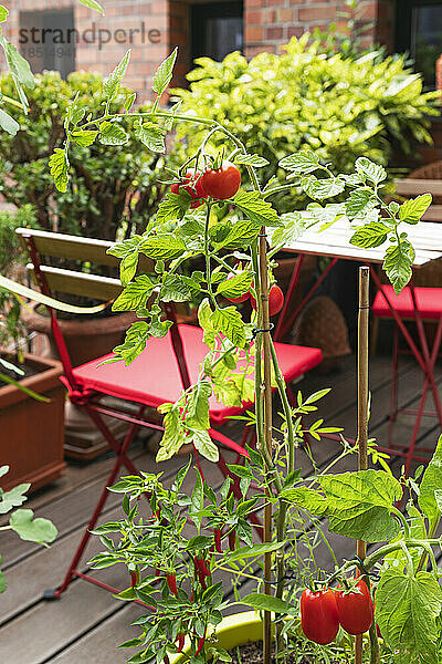 Tomatoes cultivated in balcony garden